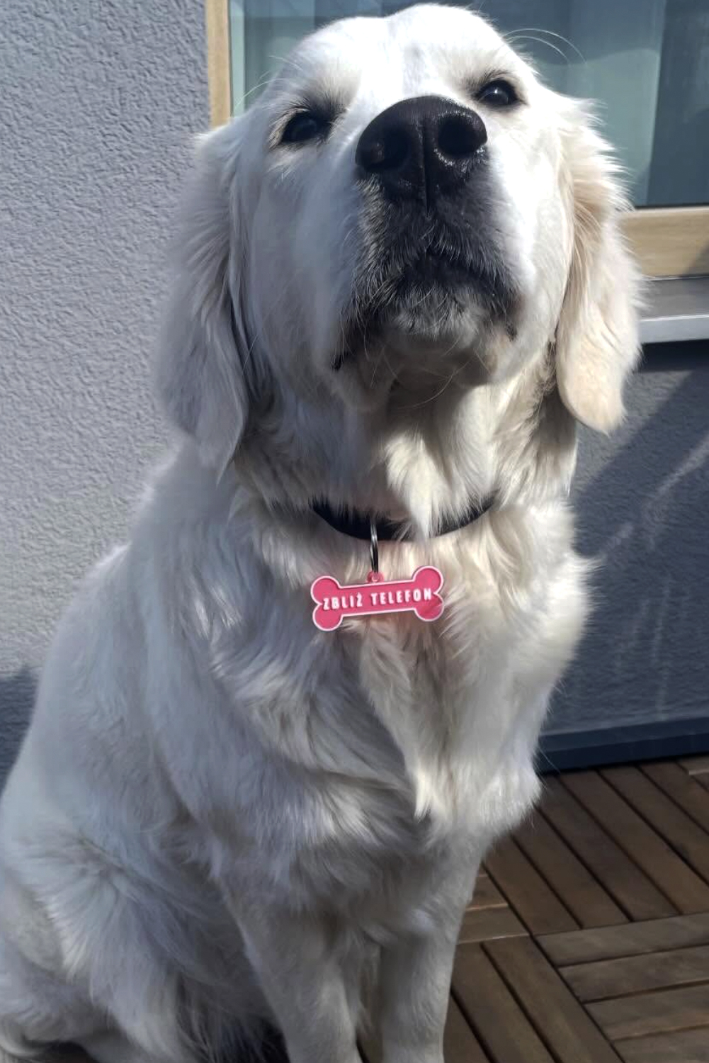 Pawcop pet
